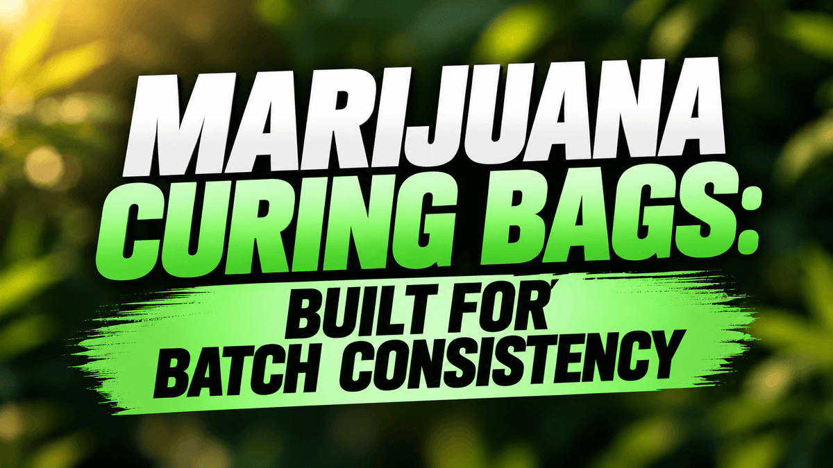 Marijuana curing bags for consistent cannabis storage