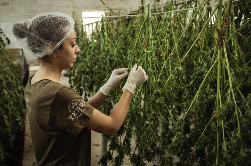 Weed Packaging Design That Sells How to Create Eye-Catching Cannabis Bags