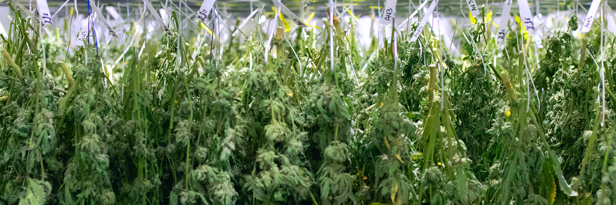 Freshly harvested cannabis branches hanging to dry before curing in Kure Bags.