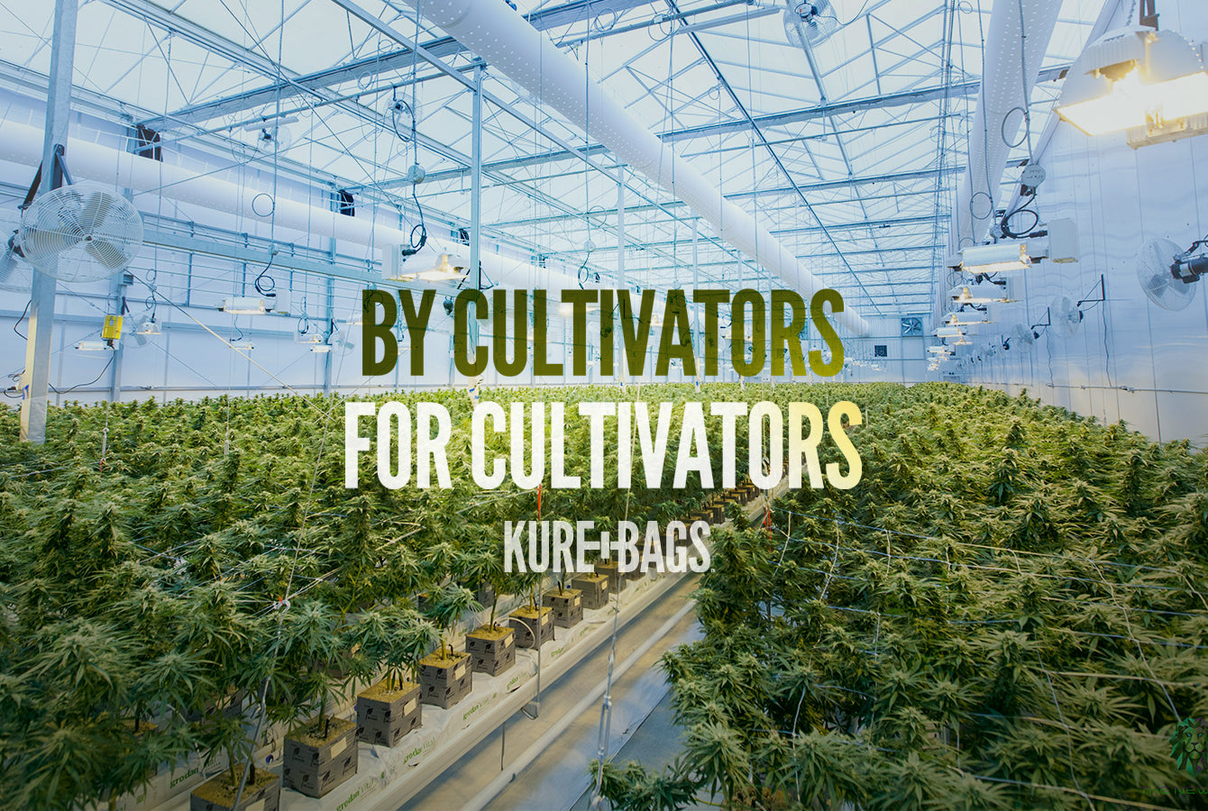 Indoor cannabis cultivation greenhouse – Kure Bags smell proof dispensary and cannabis storage solutions.