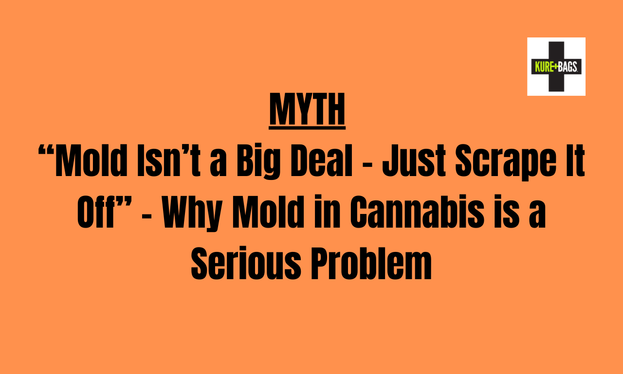 “Mold Isn’t a Big Deal – Just Scrape It Off” – Why Mold in Cannabis is a Serious Problem