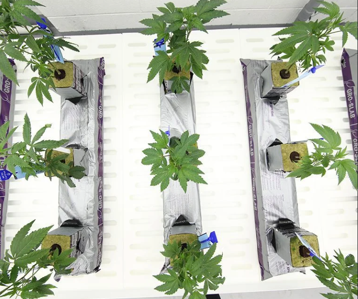 Zip Bags for Weed Why Smart Storage Keeps Cannabis Fresh and Potent